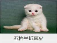 上海伊非网络工作室
