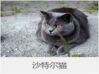 上海伊非网络工作室