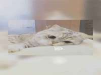 上海伊非网络工作室