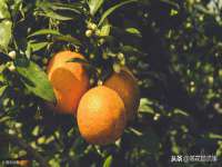 上海伊非网络工作室
