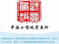 上海伊非网络工作室